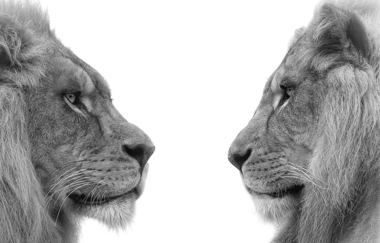 Фото обои профиль, львы, братья, гривы