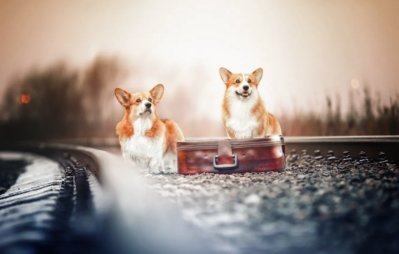 Фото обои железная дорога, чемодан, парочка, боке, две собаки, Вельш-корги, Наталия Поникарова