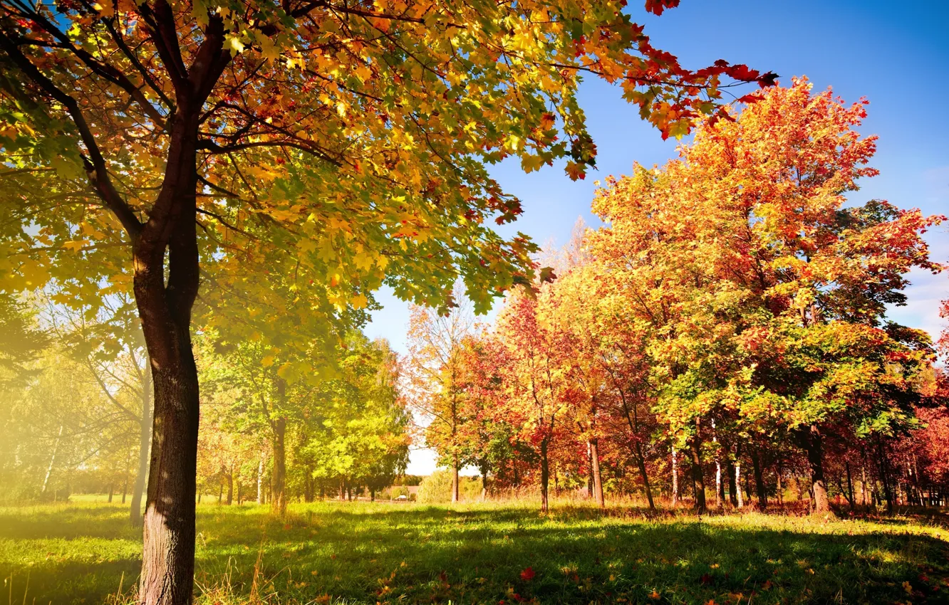 Фото обои осень, солнце, деревья