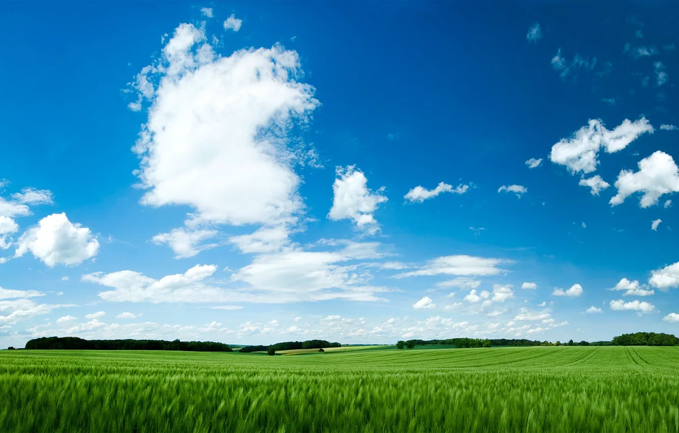 Фото обои поле, небо, трава, зелёный, green field