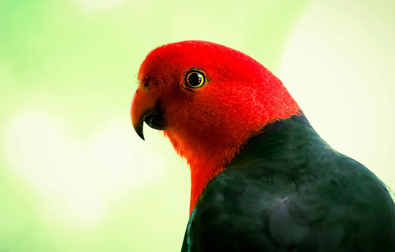 Фото обои взгляд, фон, птица, портрет, попугай, красно-зеленый, неразлучник