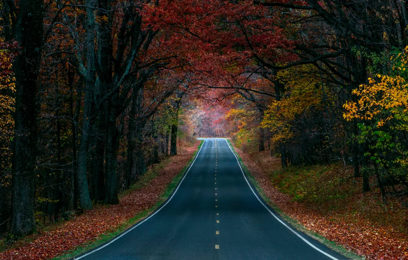 Фото обои дорога, осень, лес, деревья, природа, краски