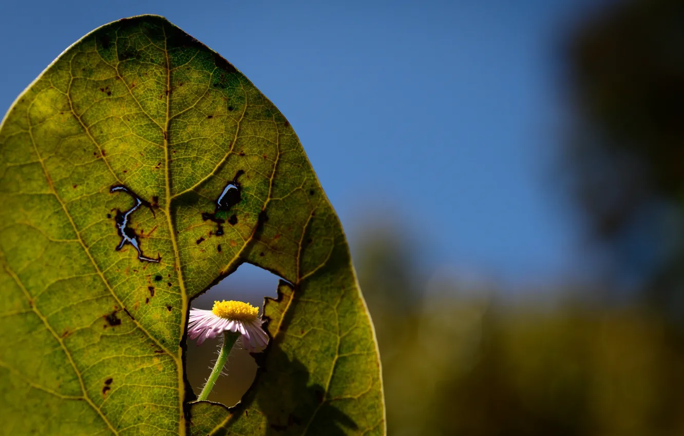 Фото обои лист, ромашка, дырка, Rodrigo Godinez