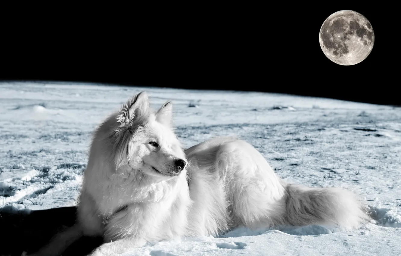 Фото обои взгляд, друг, луна, собака