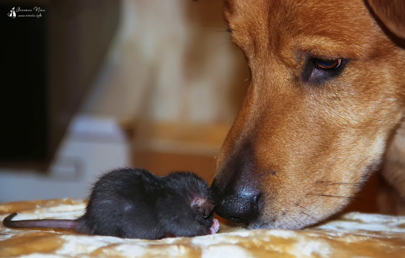 Фото обои животные, Собаки, крысы, домашние животные