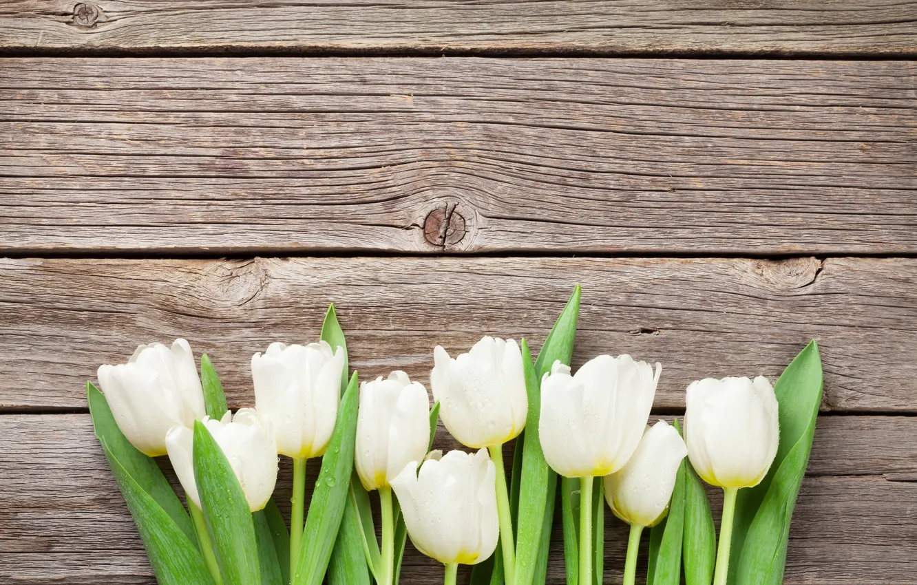 Фото обои цветы, букет, тюльпаны, white, wood, flowers, tulips, spring