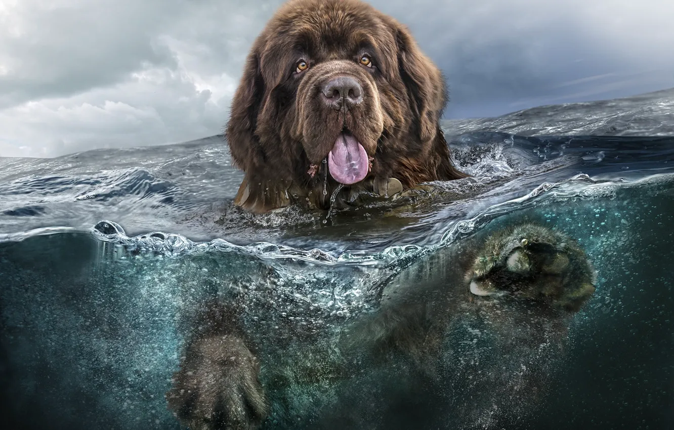 Фото обои Dog, Water, Dogs, Sea, Animals, Animal