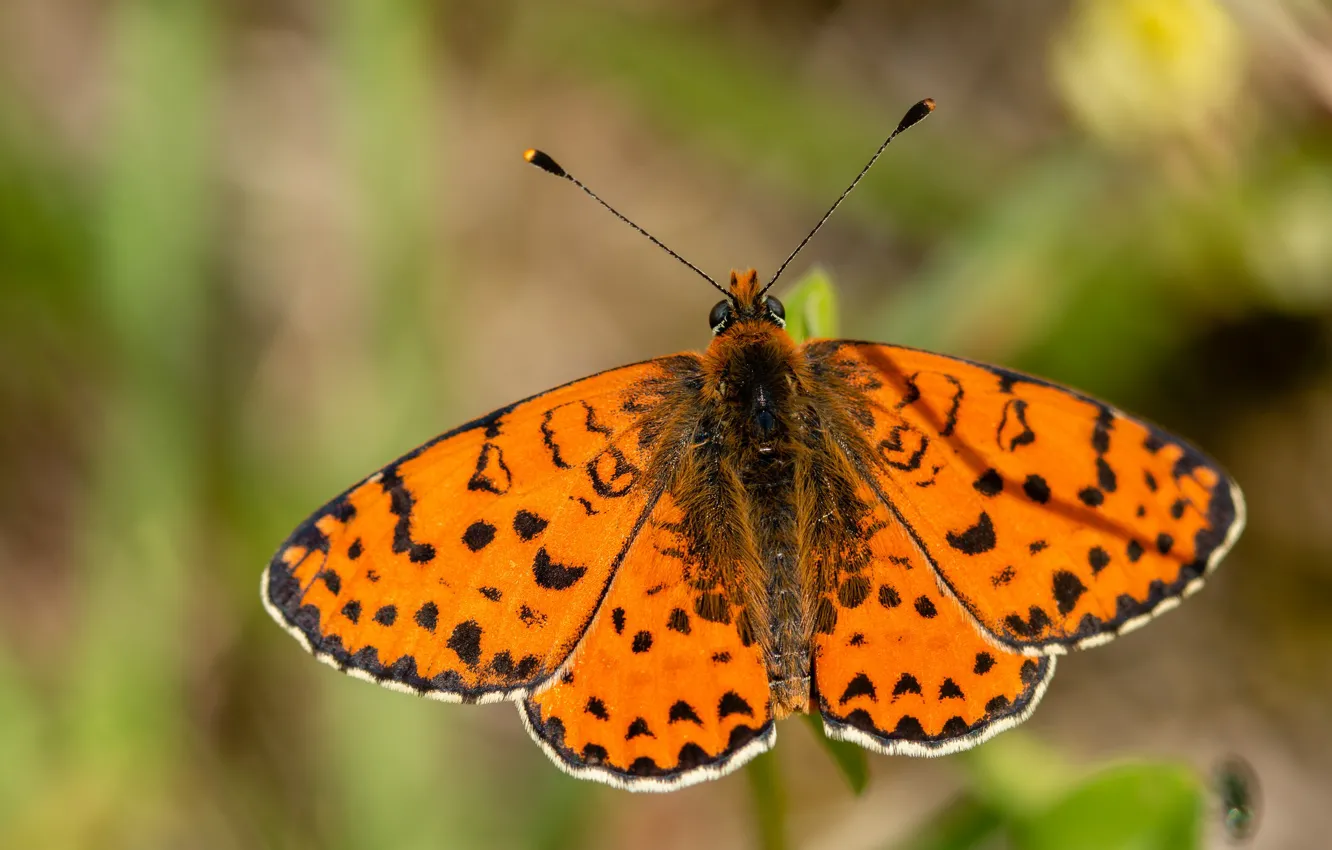 Фото обои фон, бабочка, оранжевая