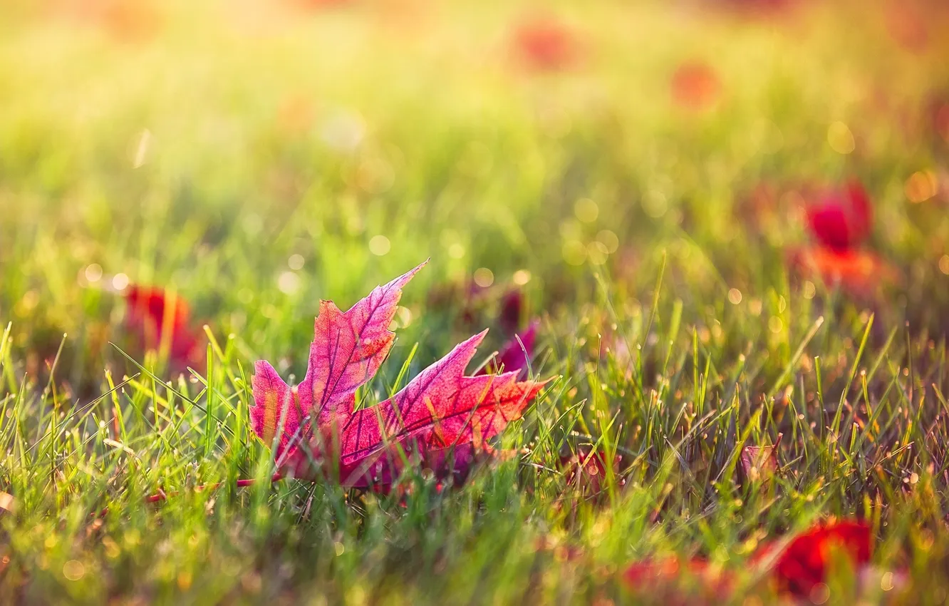 Фото обои осень, трава, листья, макро, природа, лист, бордовый