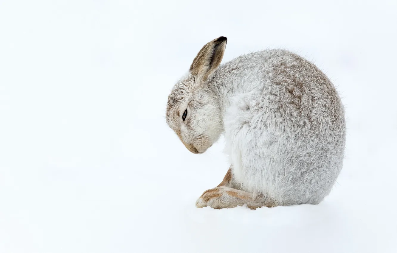 Фото обои природа, фон, Mountain Hare