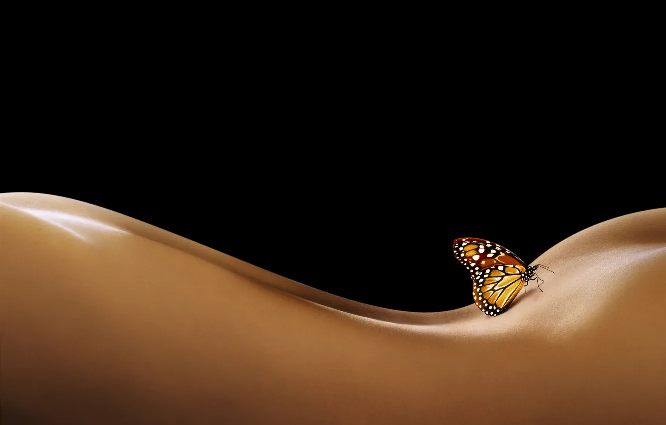 Фото обои бабочка, спина, изгибы
