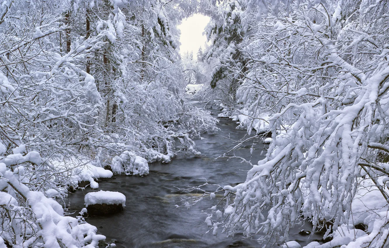 Фото обои зима, лес, снег, деревья, река, Швеция, Sweden, Dalarna