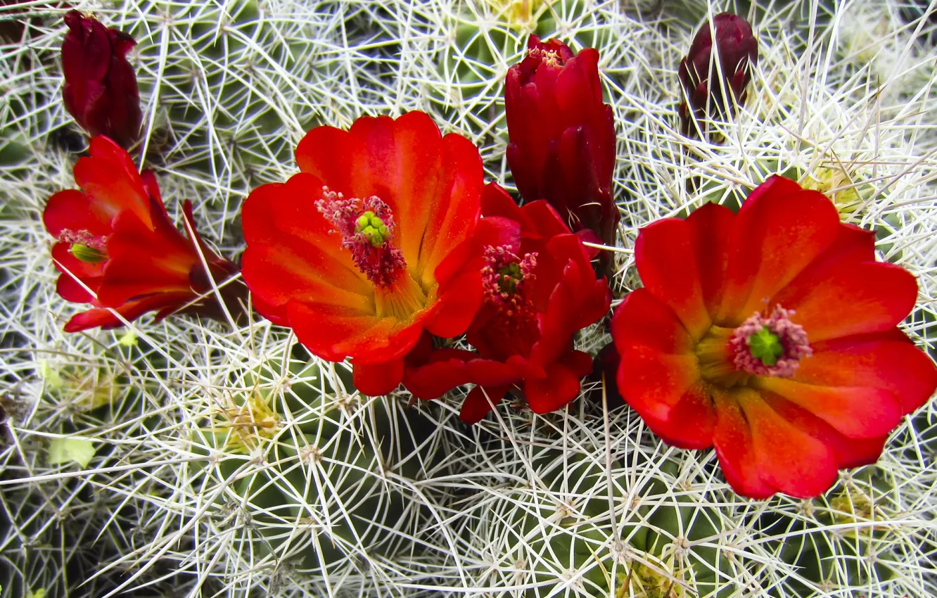 Фото обои цветы, красные, red, flowers, Кактус, cactus