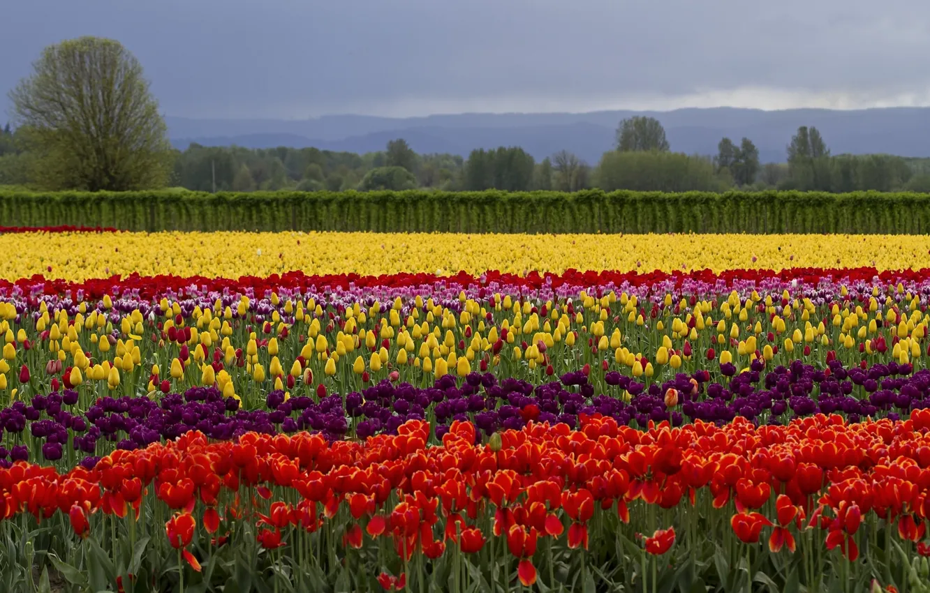 Фото обои поле, цветы, тюльпаны