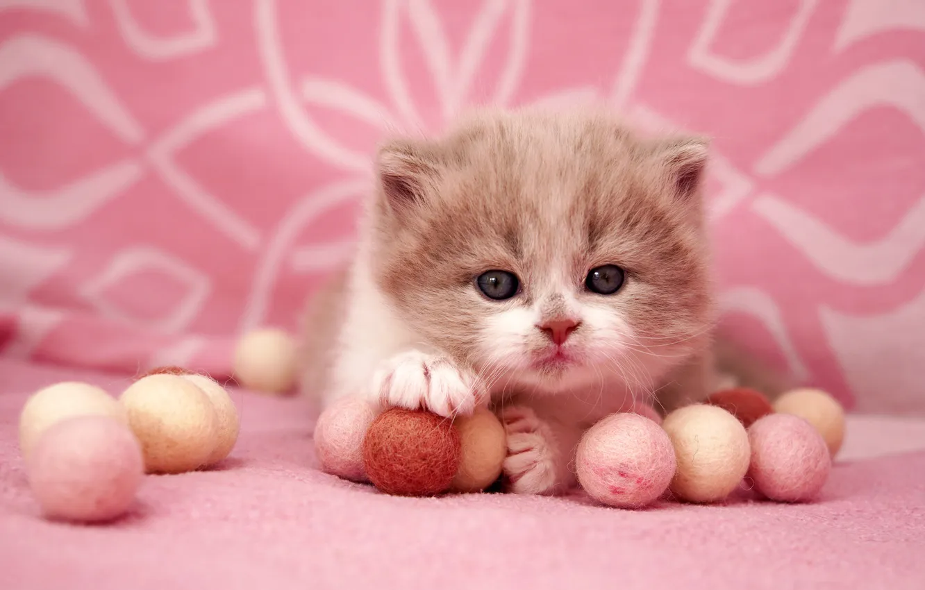 Фото обои кошка, взгляд, шарики, поза, котенок, игра, малыш, лежит