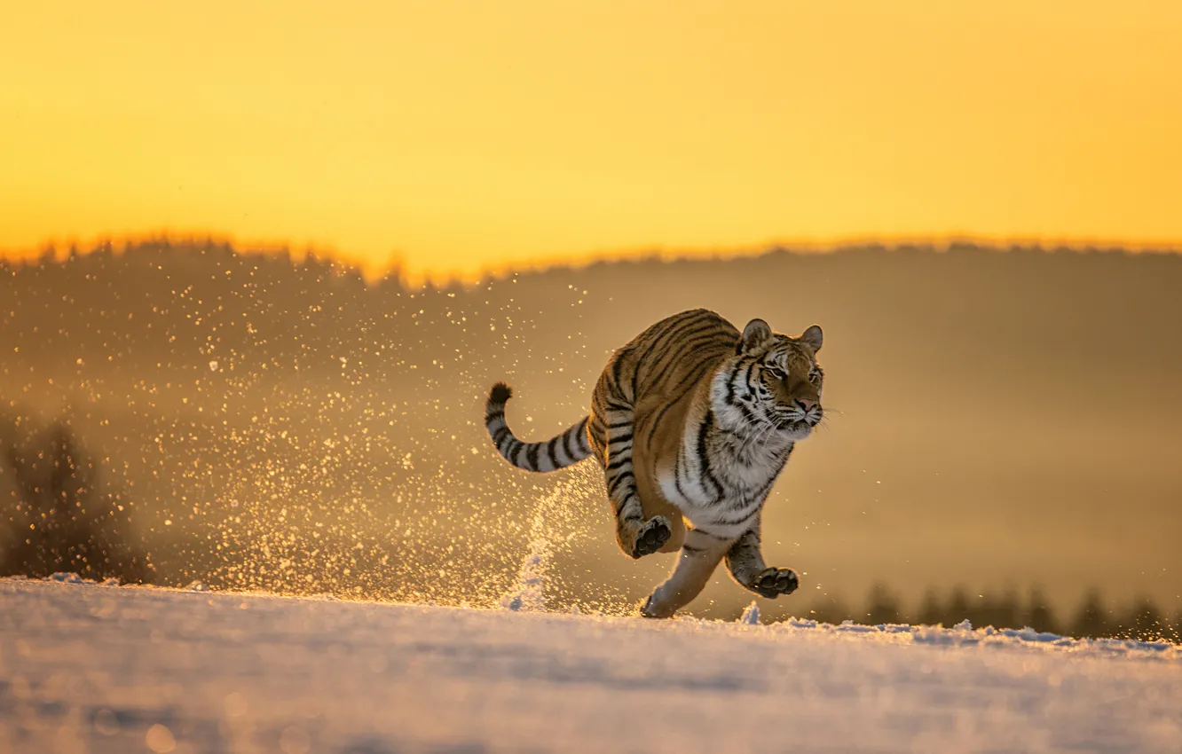 Фото обои зима, поле, лес, кошка, снег, природа, тигр, поза