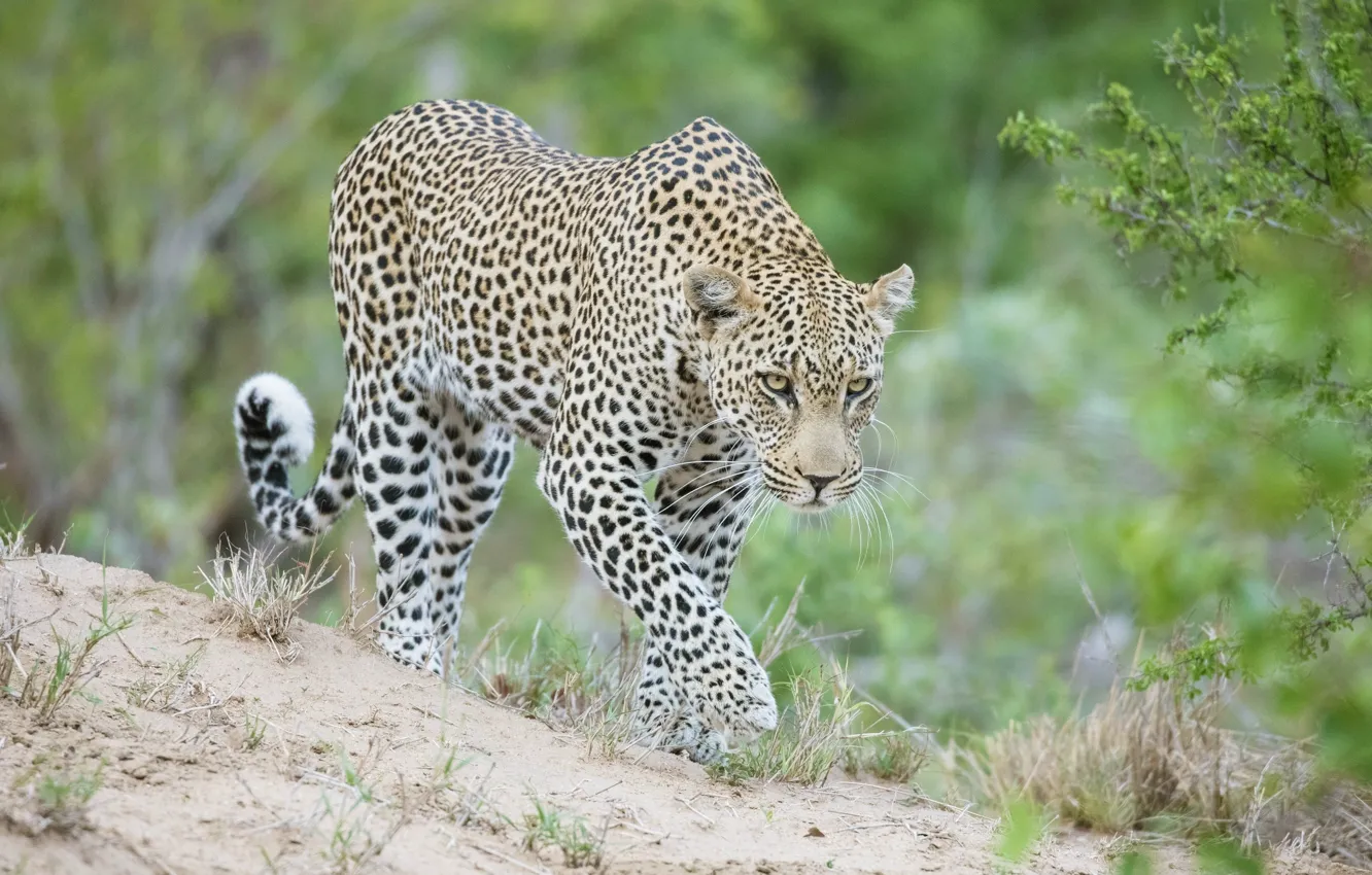 Фото обои хищник, леопард, Африка, дикая кошка