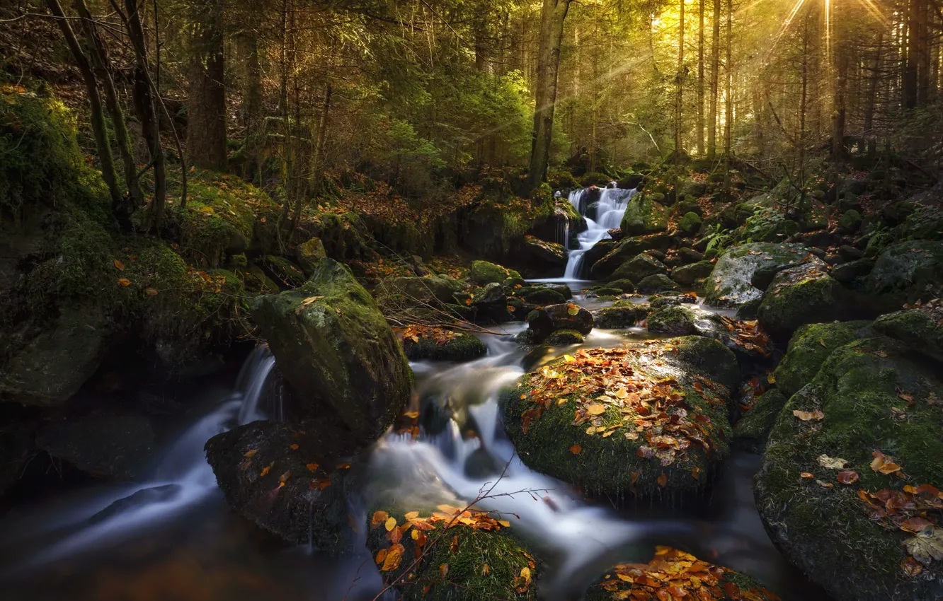 Фото обои осень, лес, природа