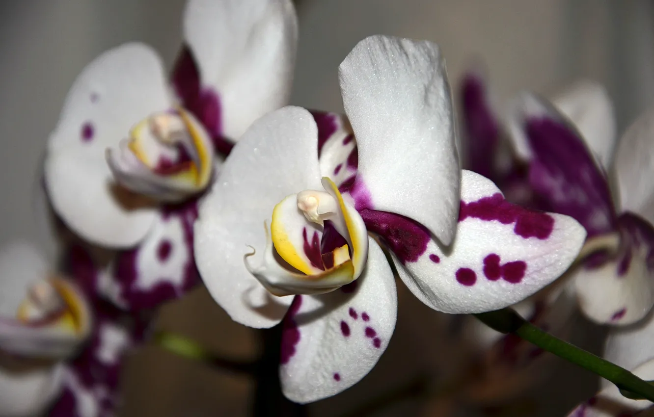 Фото обои цветок, фиолетовый, орхидея, вазон, фаленопсис