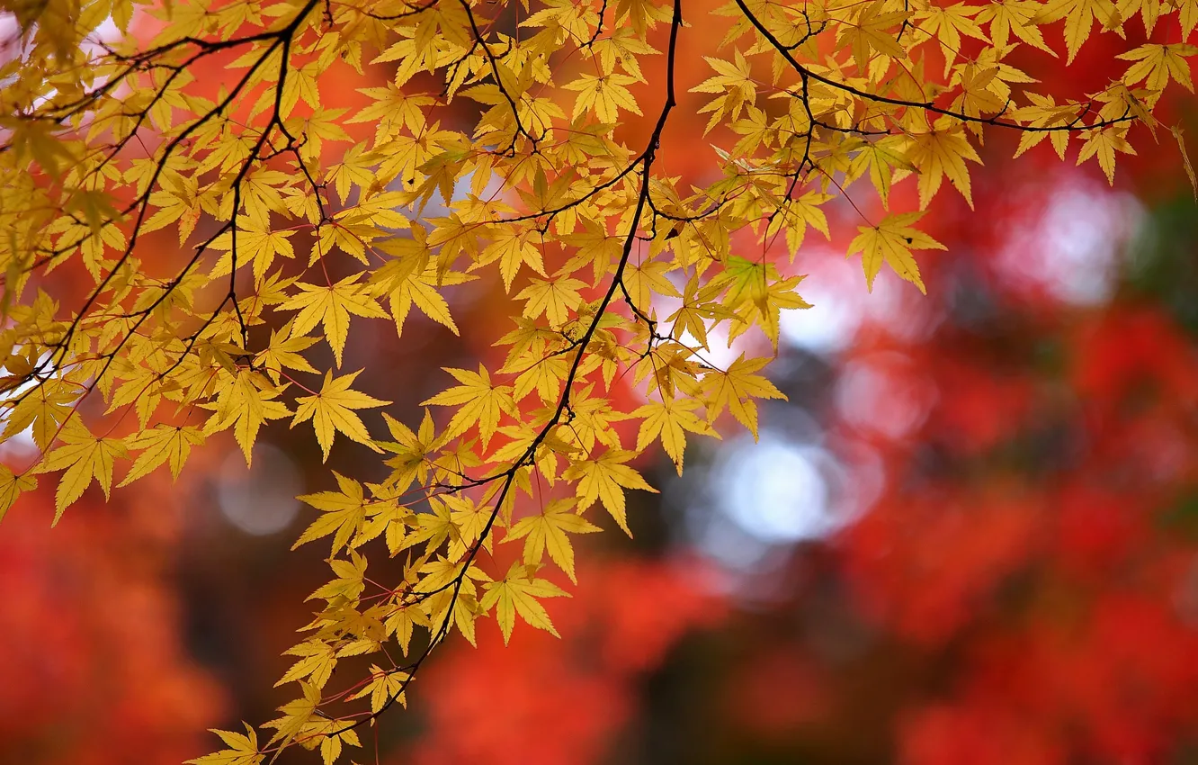Фото обои осень, листья, ветки, клён, боке