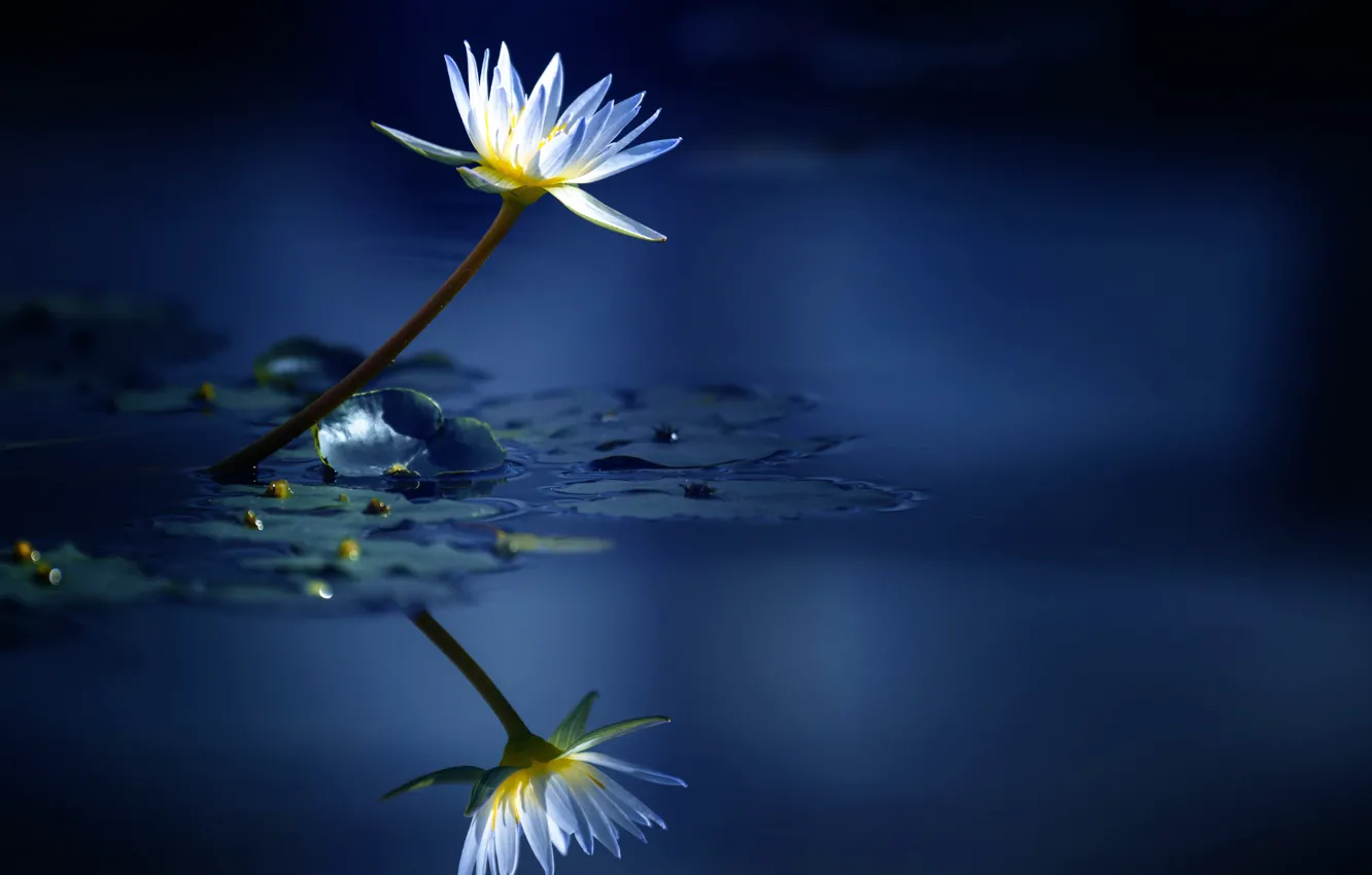Фото обои вода, отражение, лилия
