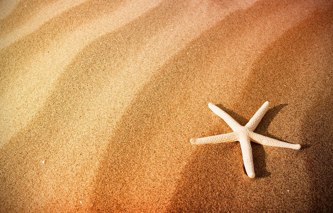 Фото обои песок, пляж, морская звезда