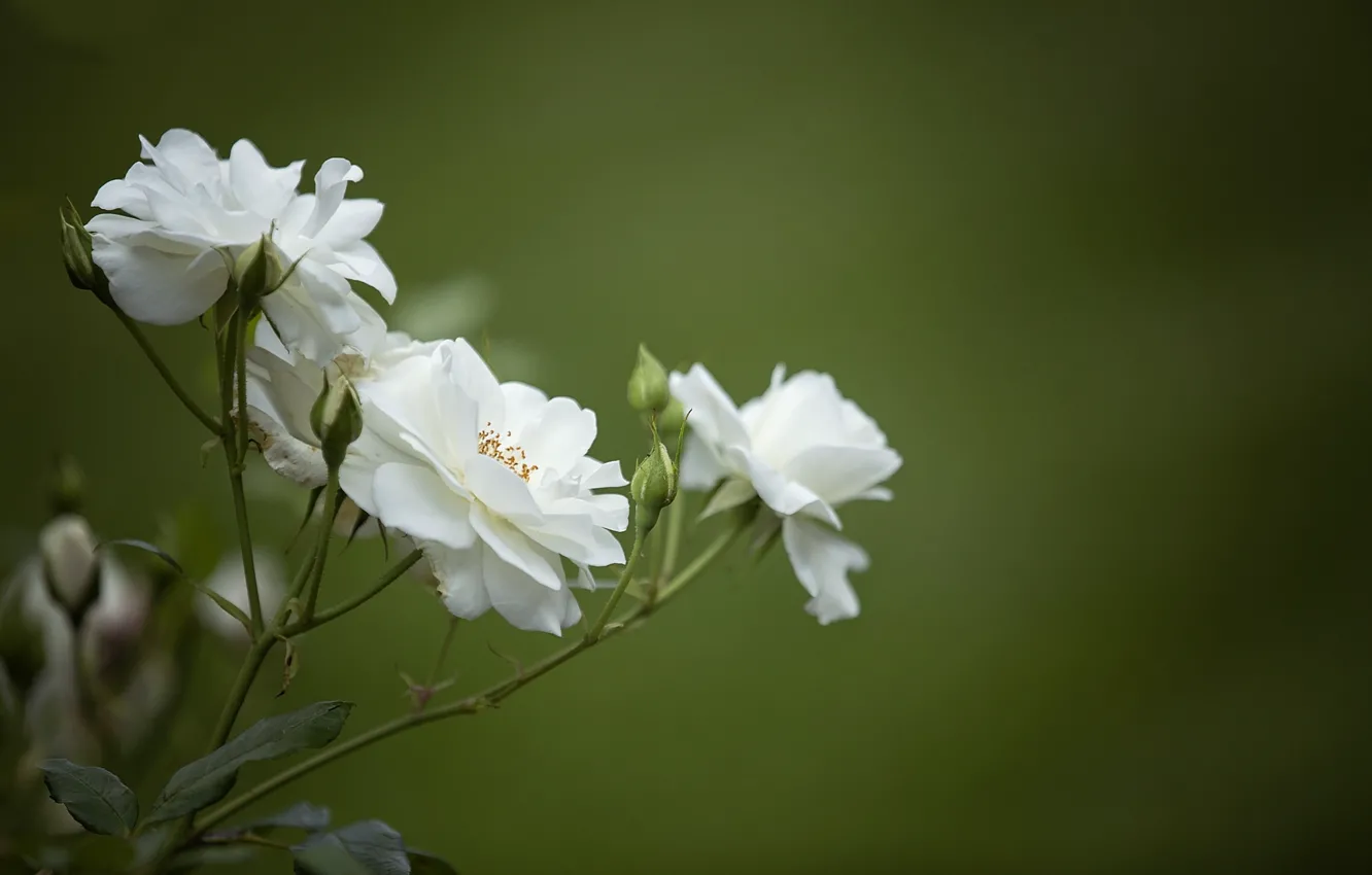 Фото обои роза, белая, боке