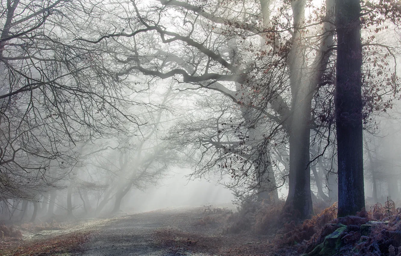 Фото обои дорога, лес, туман, утро