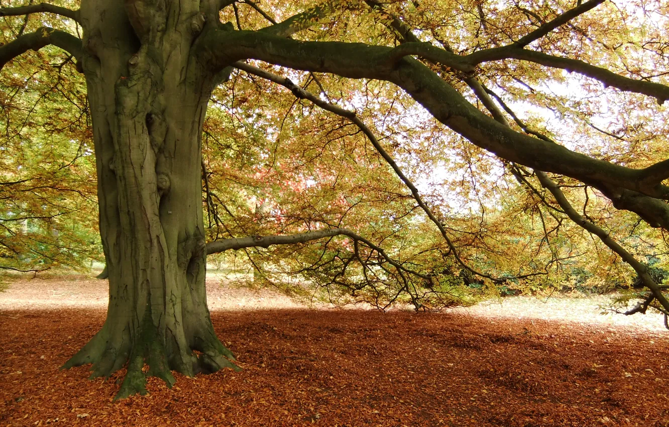 Фото обои осень, ветки, дерево, листва, листопад, Autumn, leaves, tree