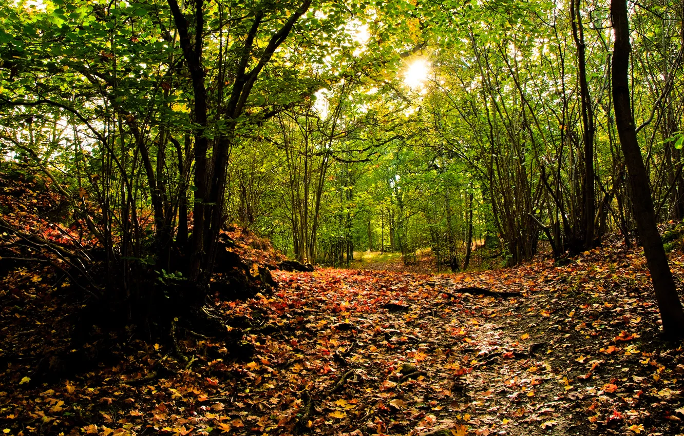 Фото обои осень, лес, солнце, природа, листва