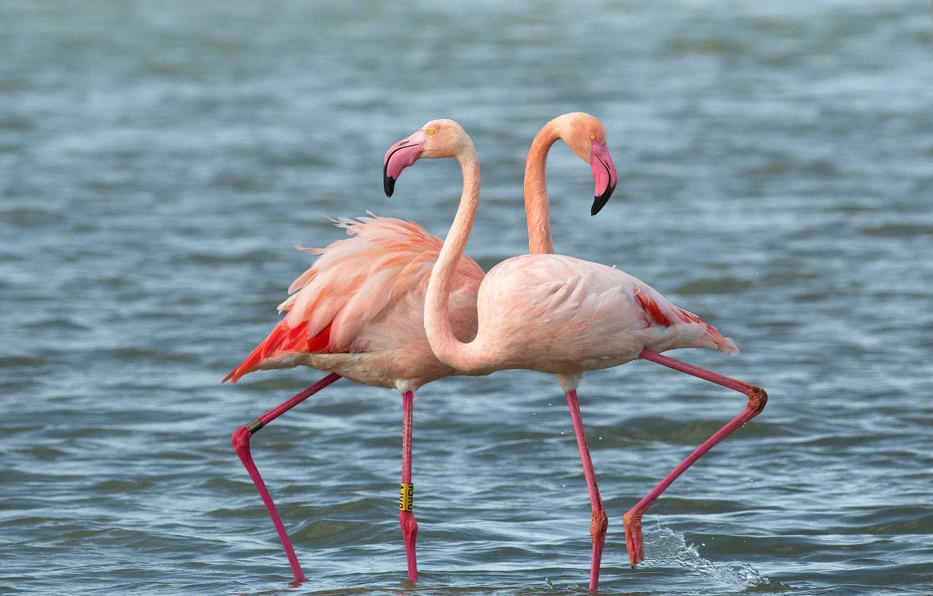 Фото обои вода, птицы, парочка, дуэт, фламинго