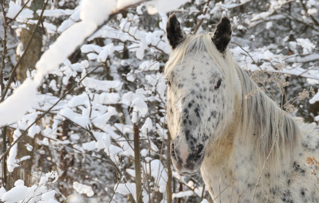 Фото обои зима, лес, морда, снег, конь, лошадь