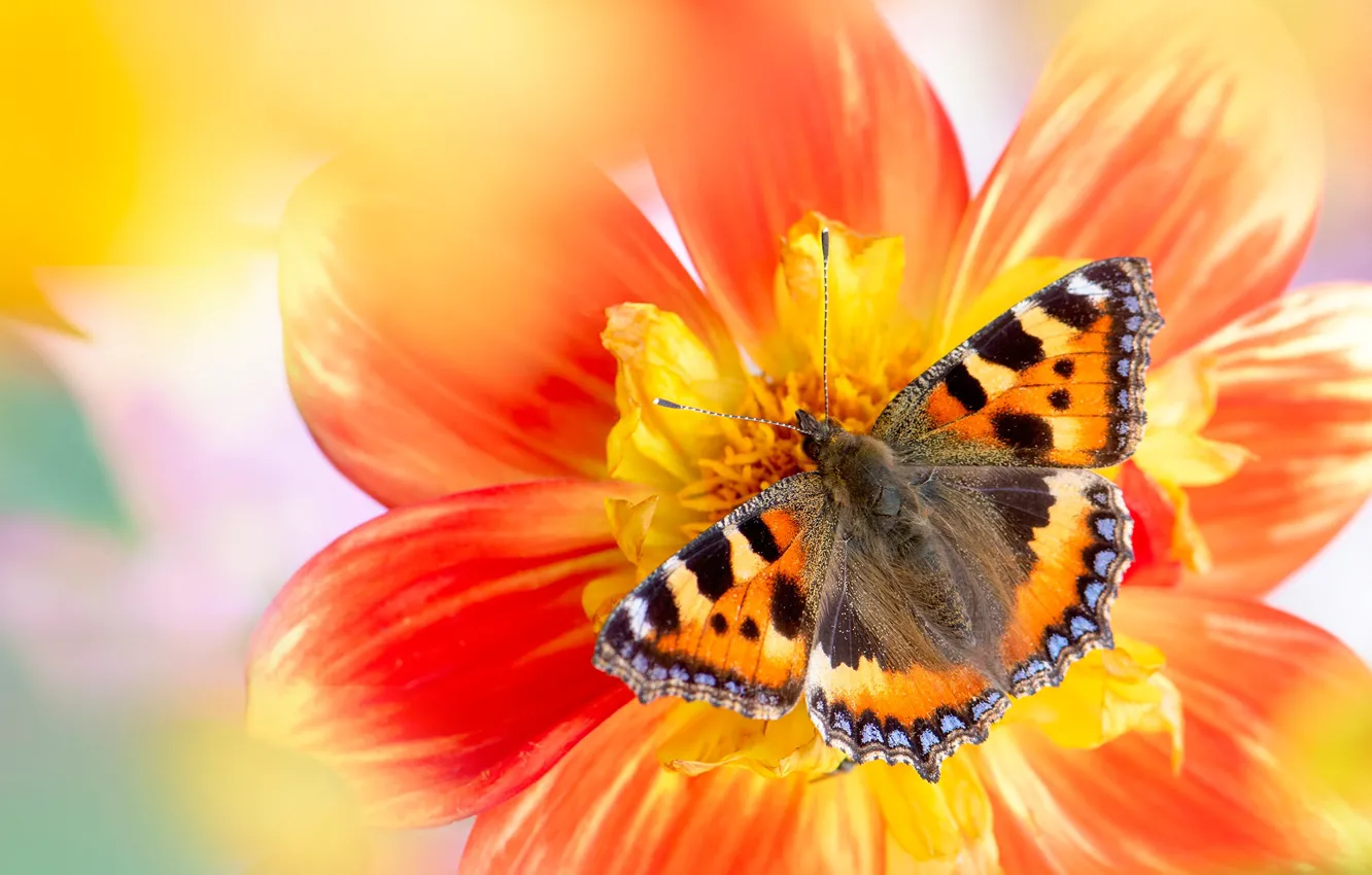 Фото обои цветок, макро, желтый, красный, фон, бабочка, размытие, насекомое