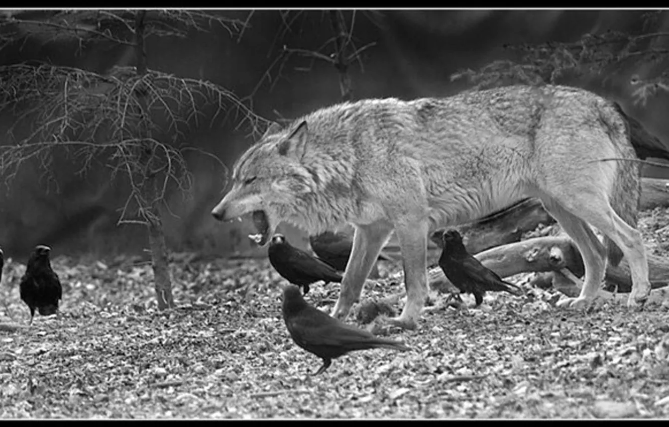 Фото обои nature, snow, predator, face, animal, wolf, wildlife, portrait