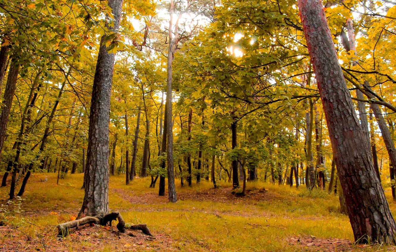 Фото обои forest, park, autumn, fall