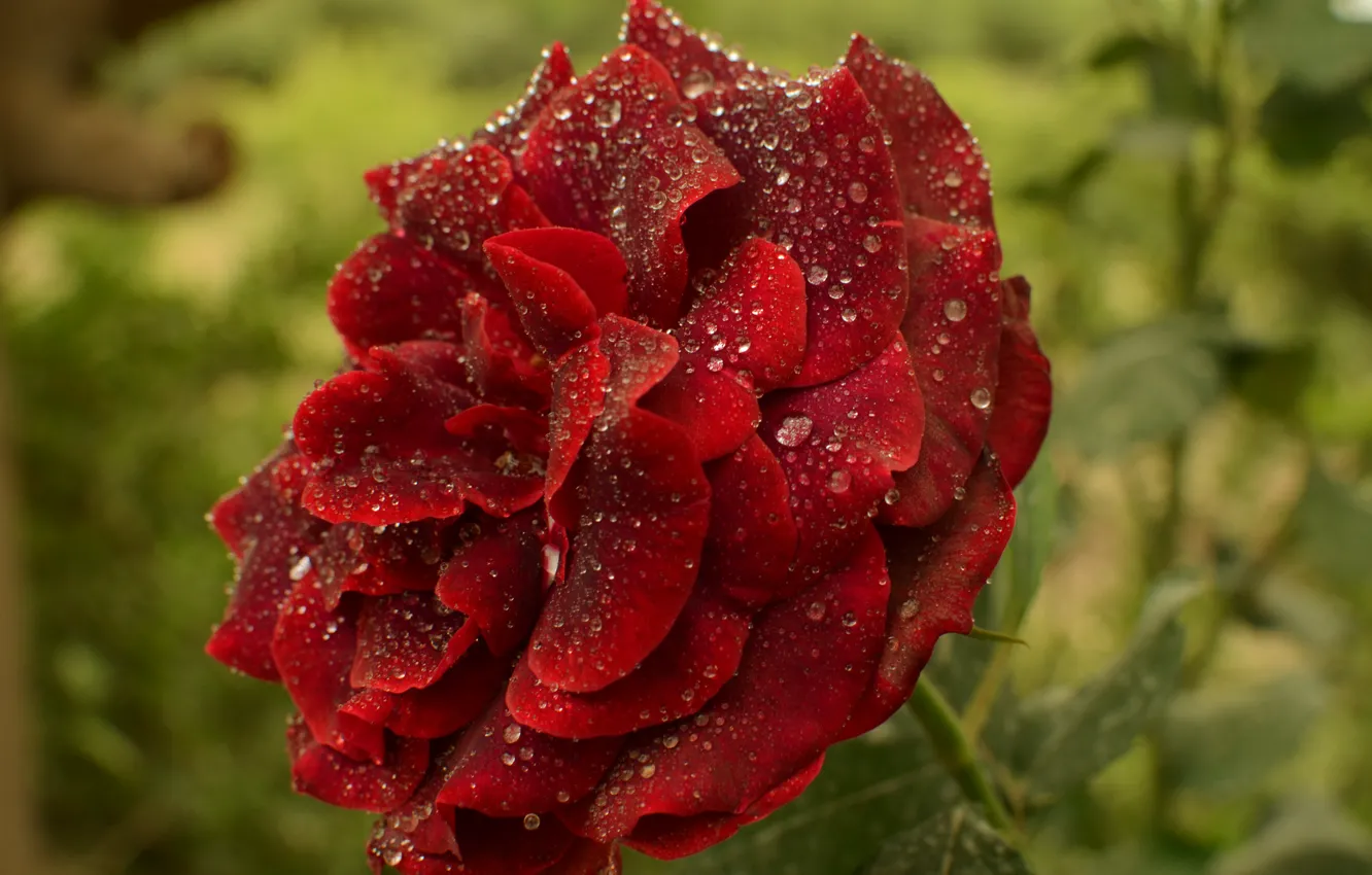 Фото обои капли, роза, red, красная, Rose, drops