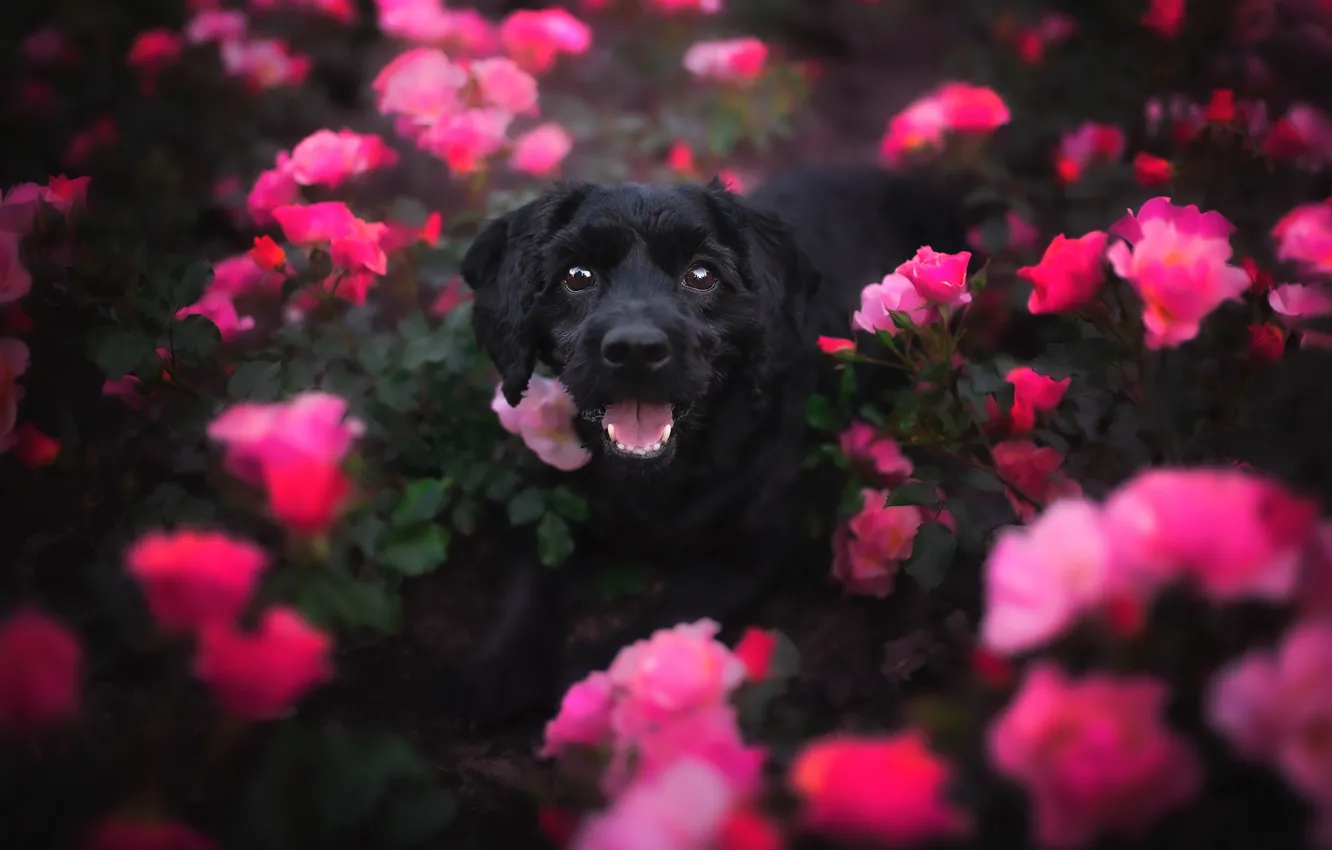 Фото обои цветы, друг, собака
