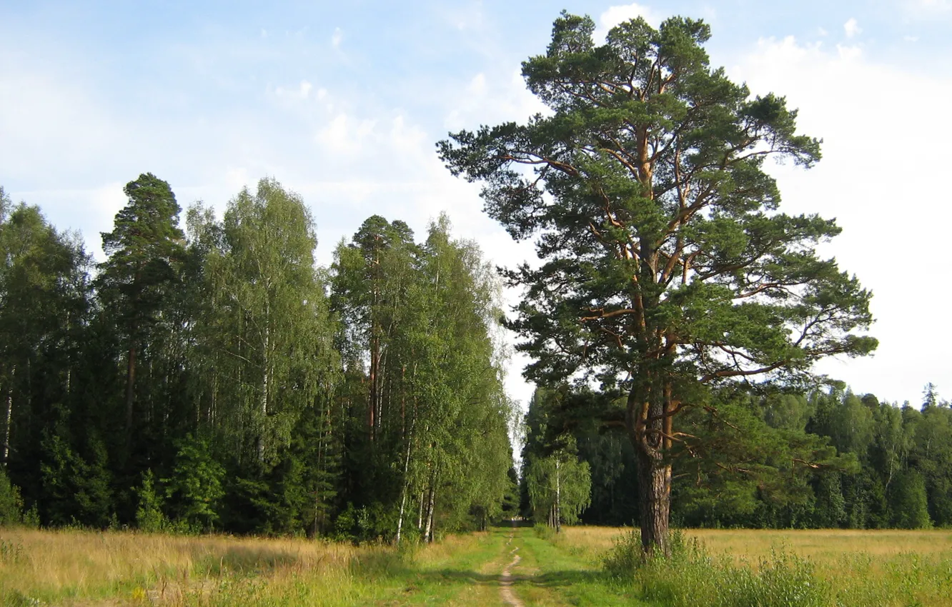 Фото обои степь, берёзы, Сосна