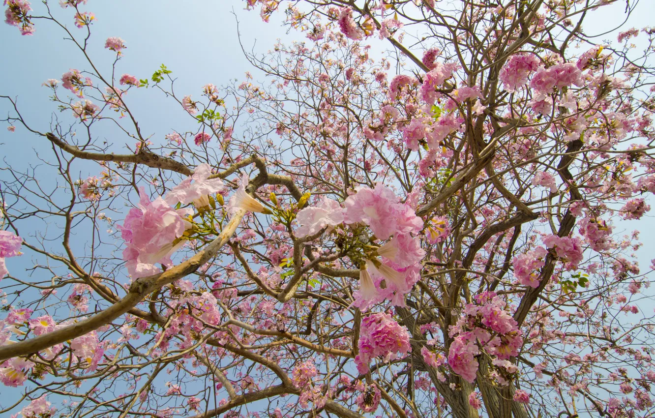 Фото обои цветы, ветки, весна, розовые, цветение, pink, blossom, flowers