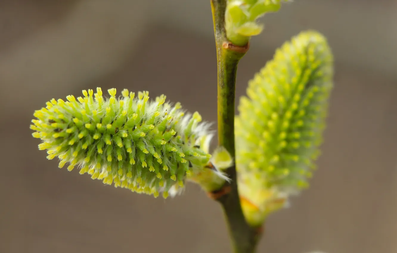 Фото обои base, spring, plant, twig