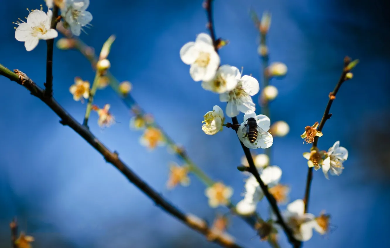Фото обои цветок, пчела, весна, мед, яблоня
