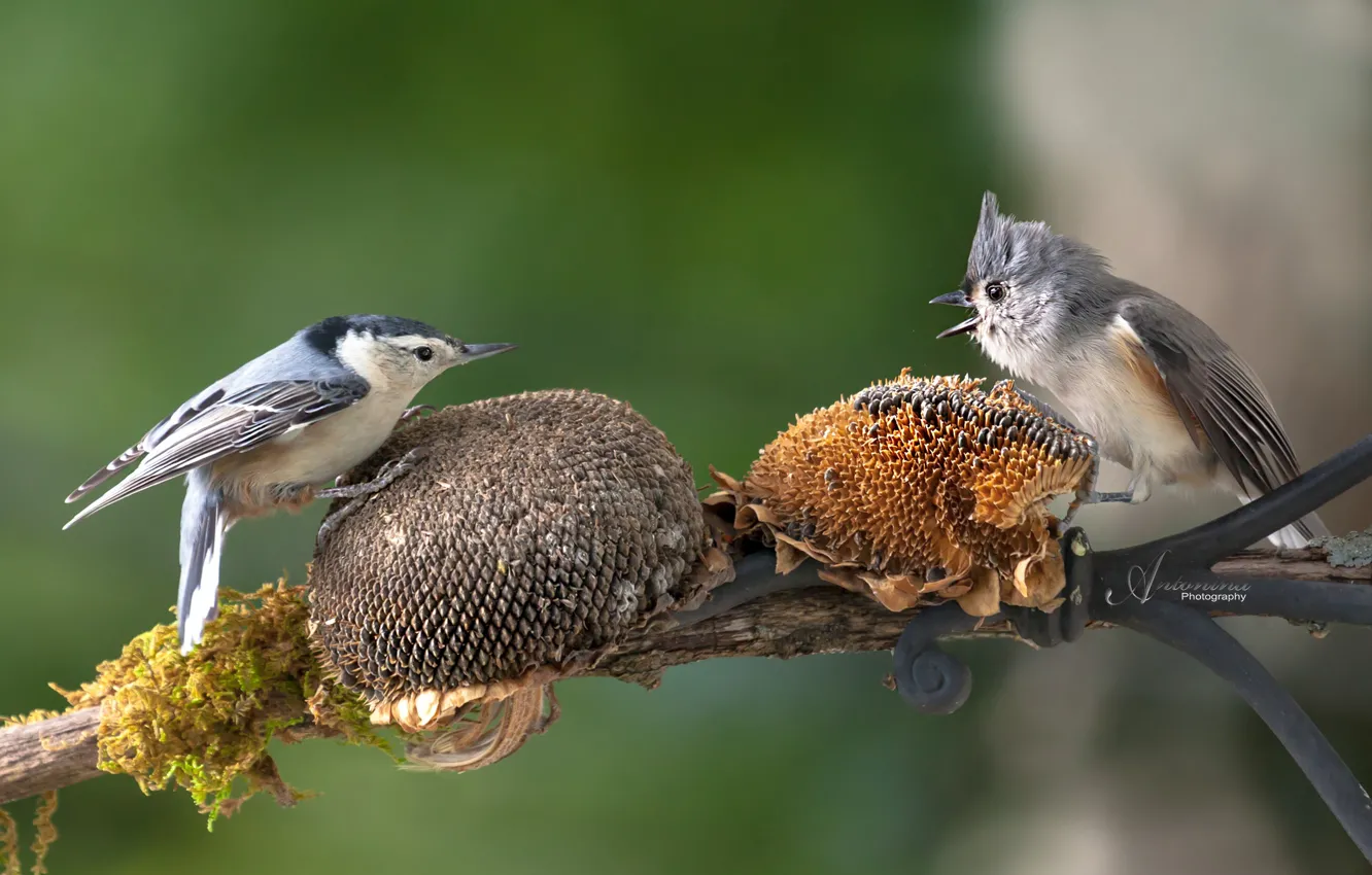 Фото обои подсолнухи, птицы, природа, ветка, корм, синица, поползень, Антонина Яновска
