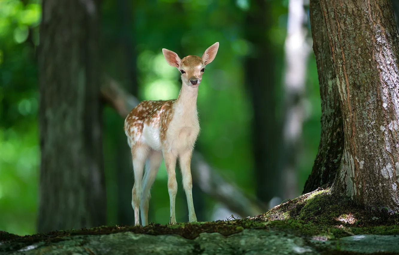Фото обои лес, природа, животное, олень, Bambi, оленёнок