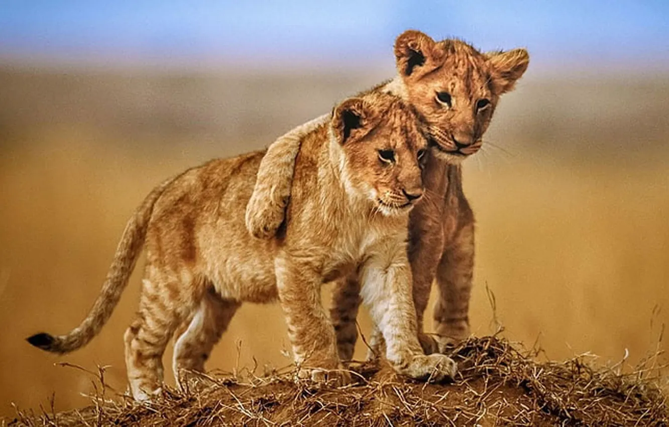 Фото обои animals, wildlife, Brotherly Love, Lion Cubs