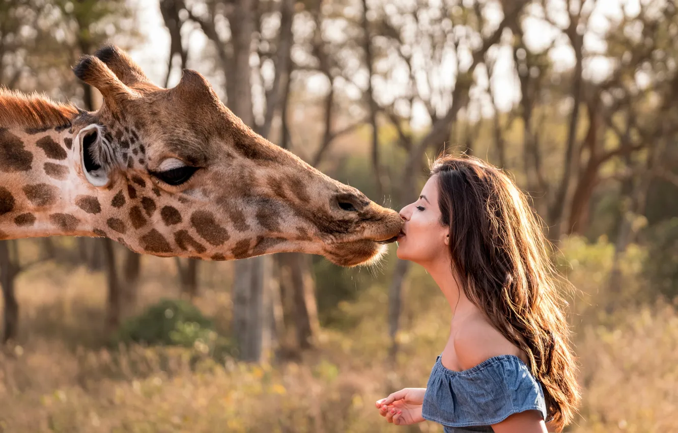 Фото обои Девушка, Поцелуй, Жираф, Морда, Африка, Africa, Кения, Giraffe