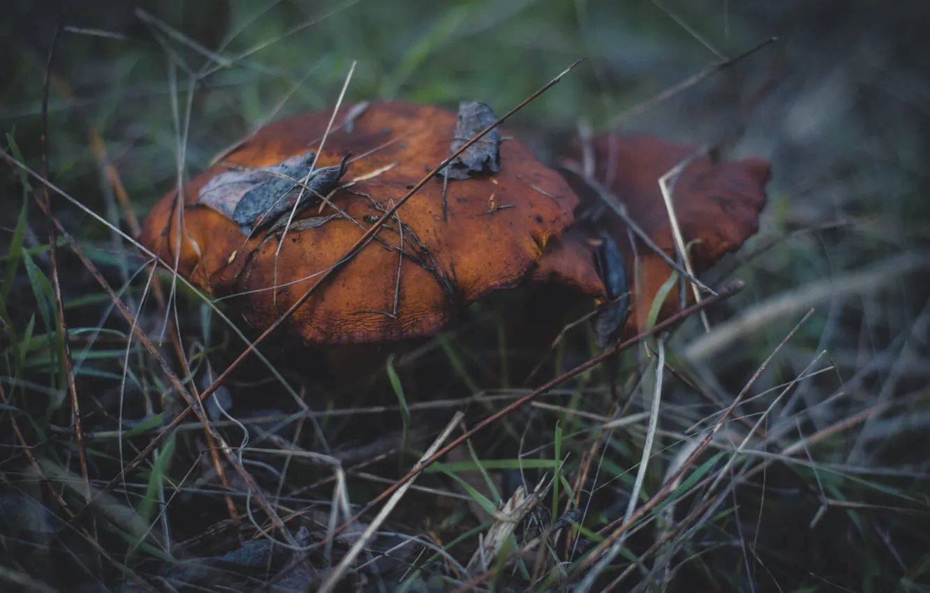 Фото обои холод, осень, лес, грибочки