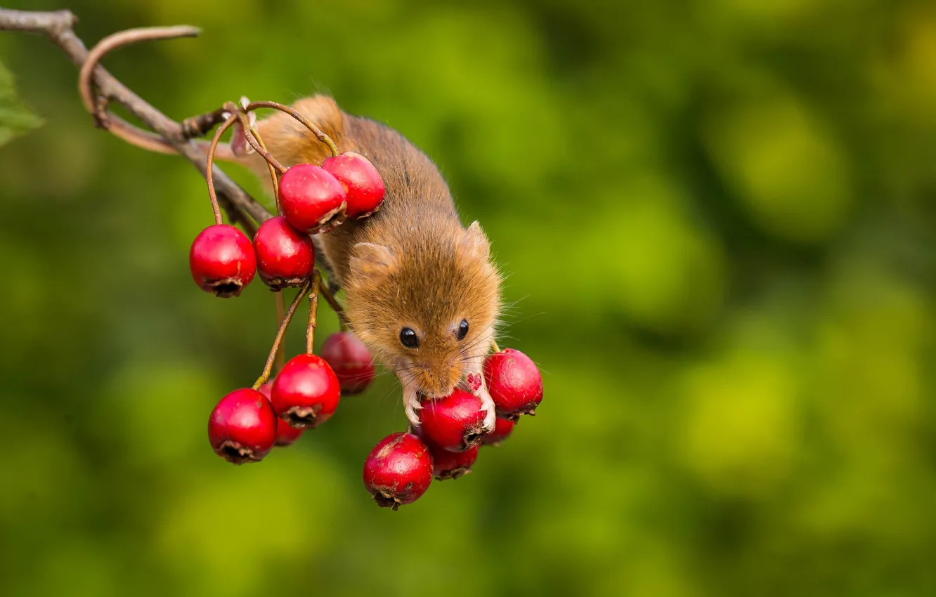 Фото обои фон, ветка, мышка, грызун, Harvest Mouse, яблочки, Мышь-малютка