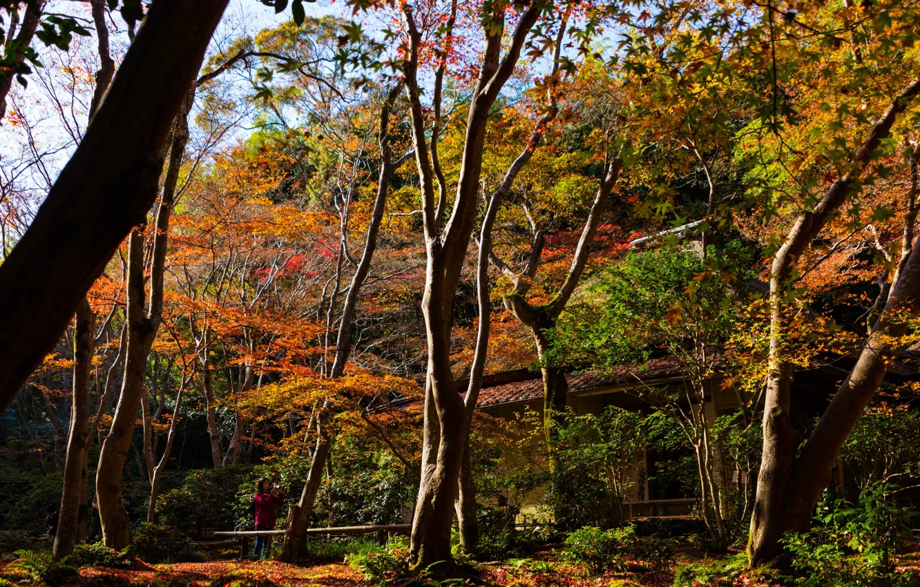 Фото обои осень, солнце, деревья, парк, Япония, Киото, Sagano
