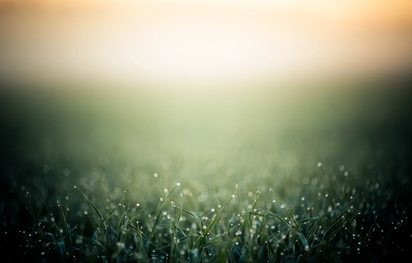 Фото обои трава, капли, макро, роса, тепло, фон, утро
