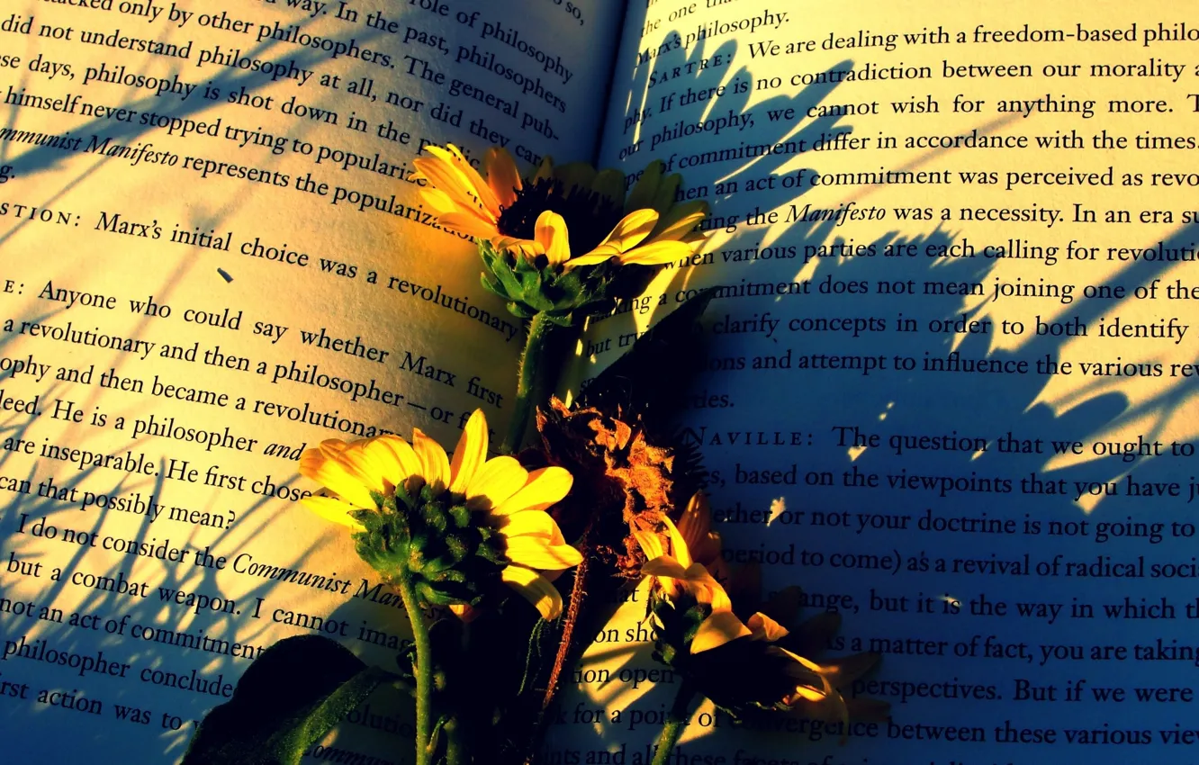 Фото обои цветы, бумага, настроение, книга, подослнухи